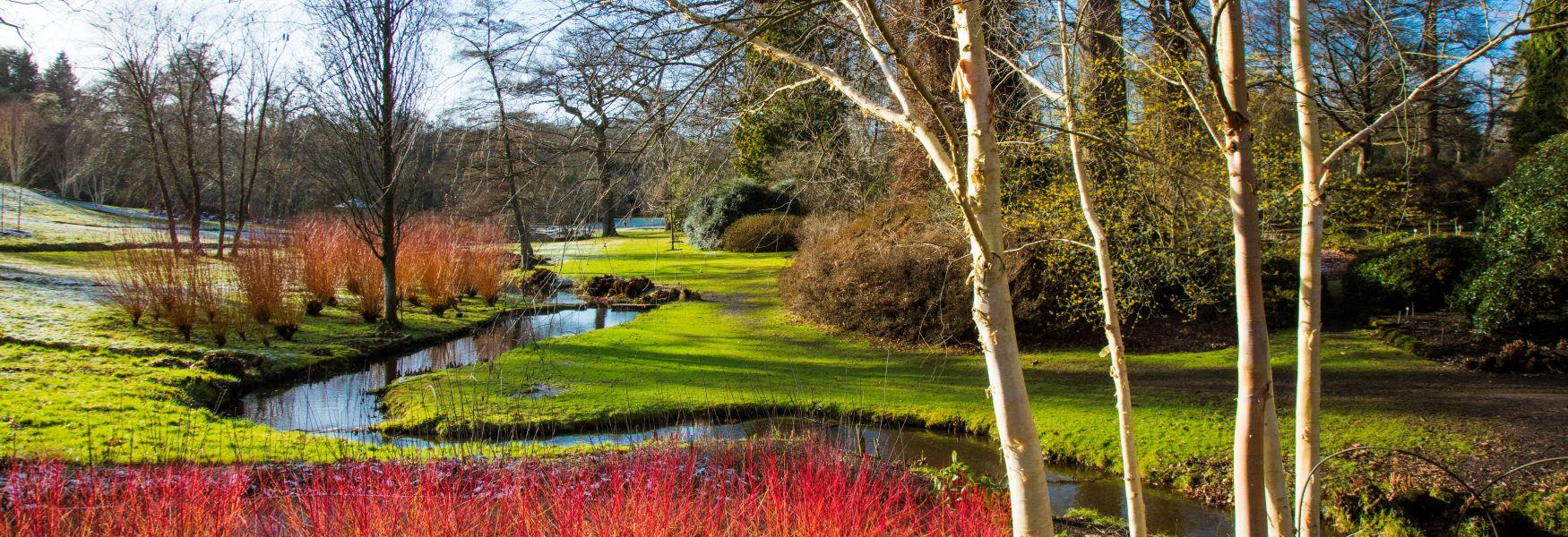 The Savill Garden in winter