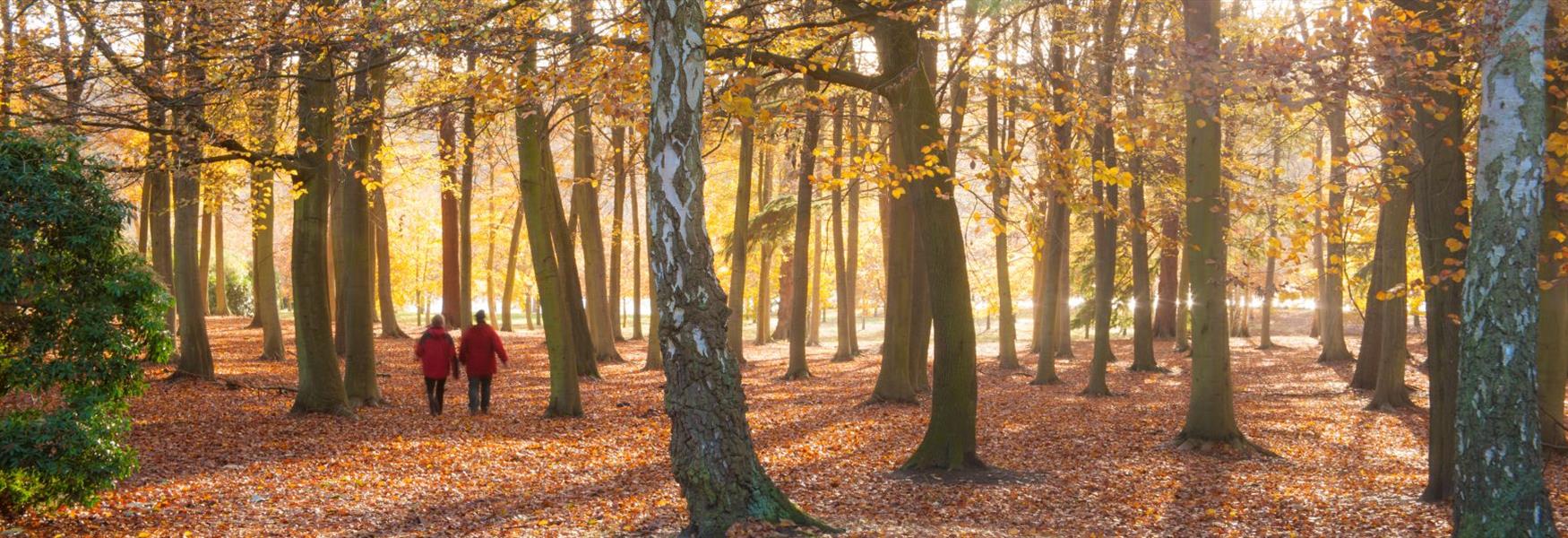 The Valley Gardens Beech Plantation