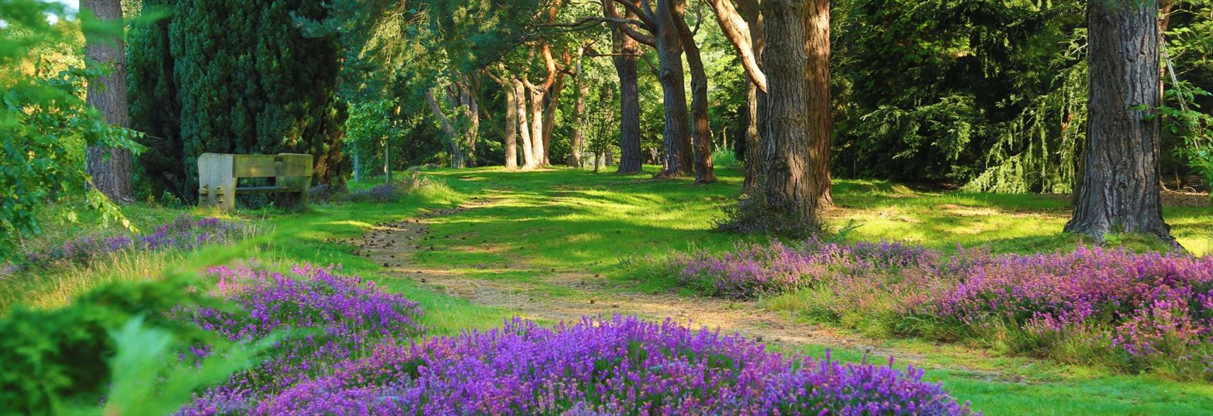 Windsor Great Park's Heather Garden