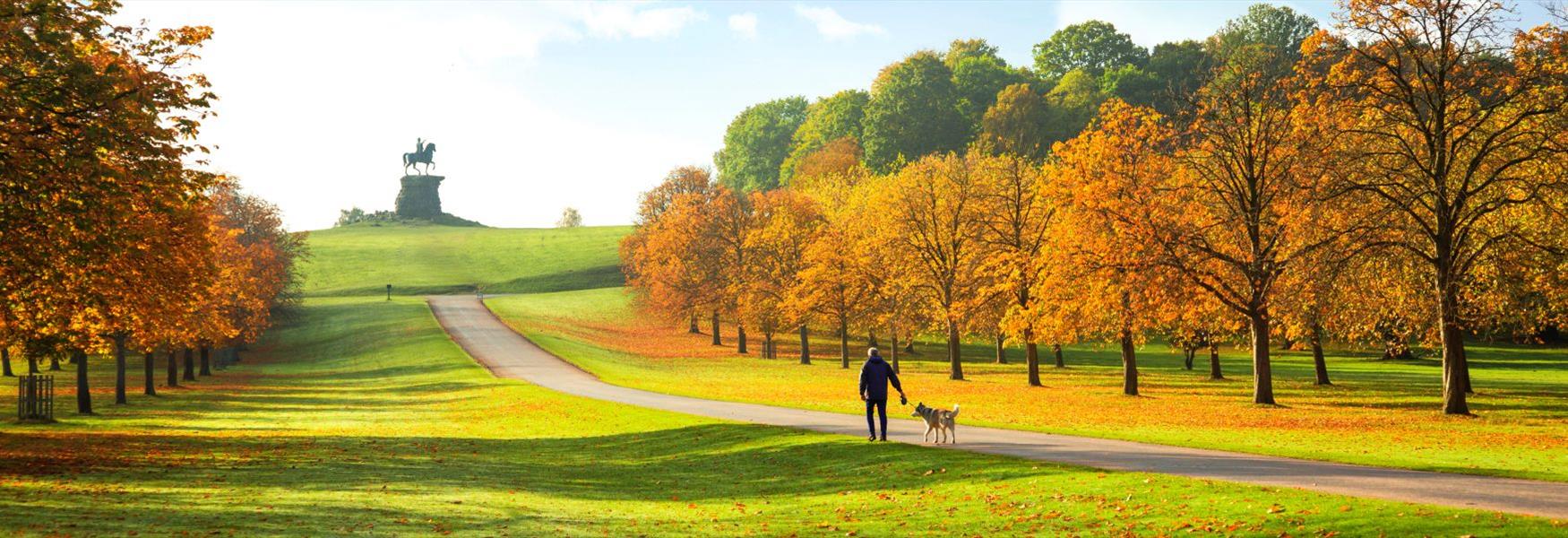 Man walking dog on the Long Walk, Windsor Great Park in autumn