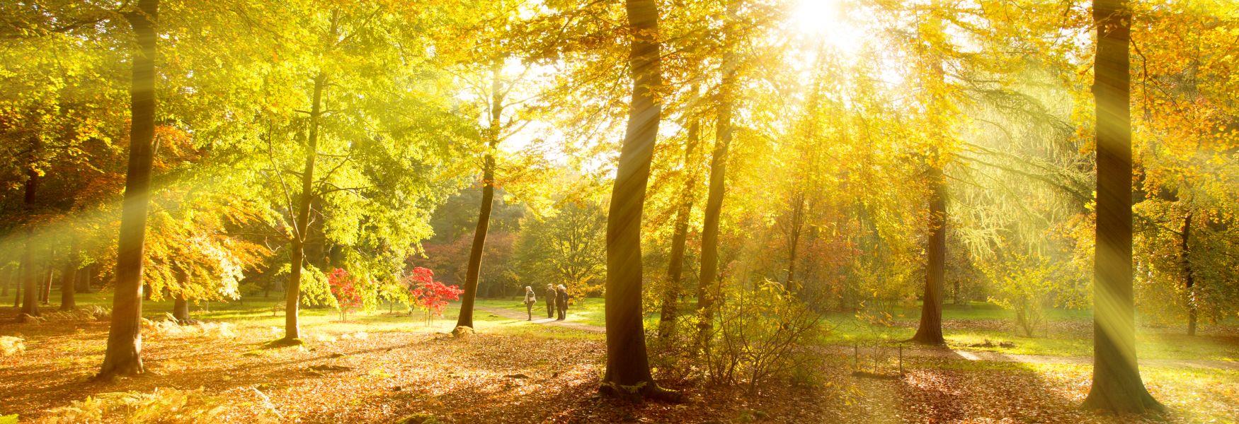 Best spots for nature walks in UK including Brandon Marsh and Looe