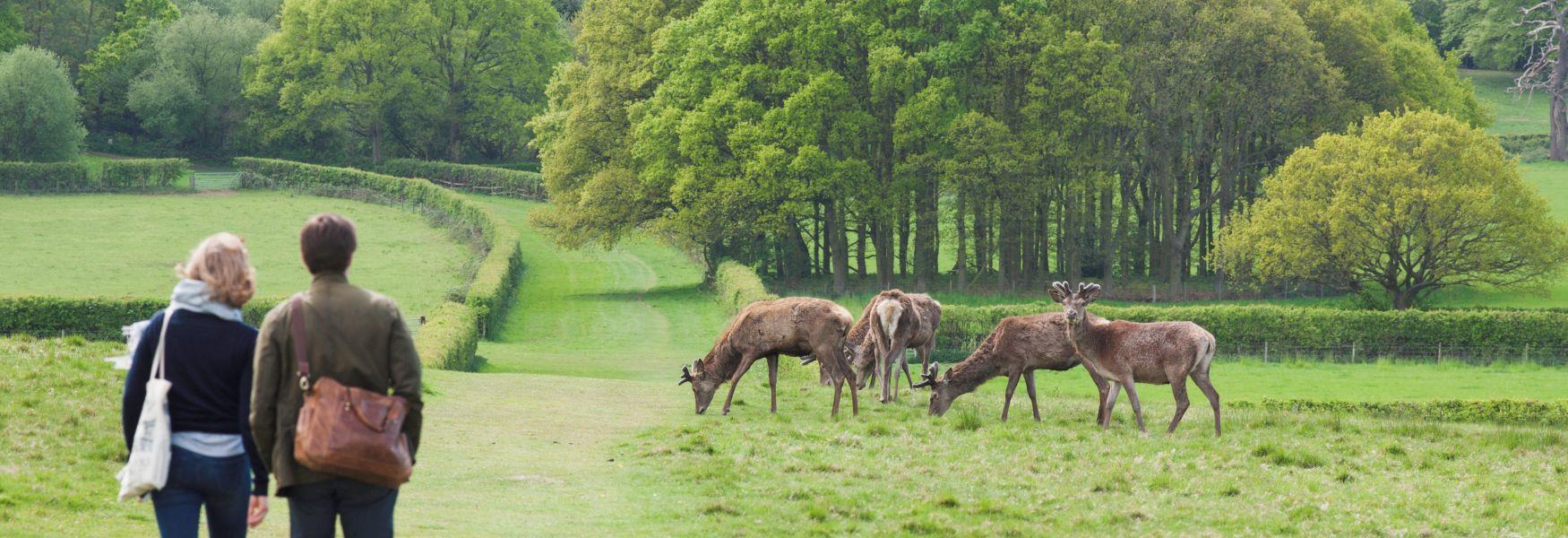 Walkers and deer in Windsor Great Park