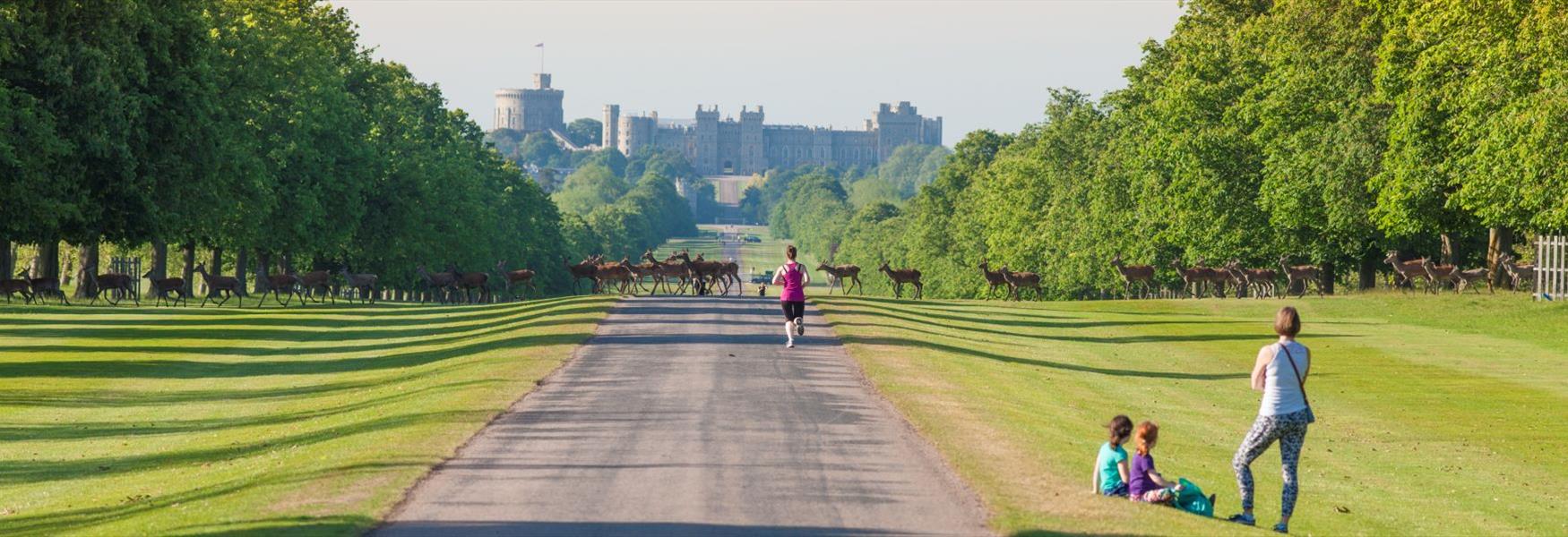 Windsor Great Park Long Walk