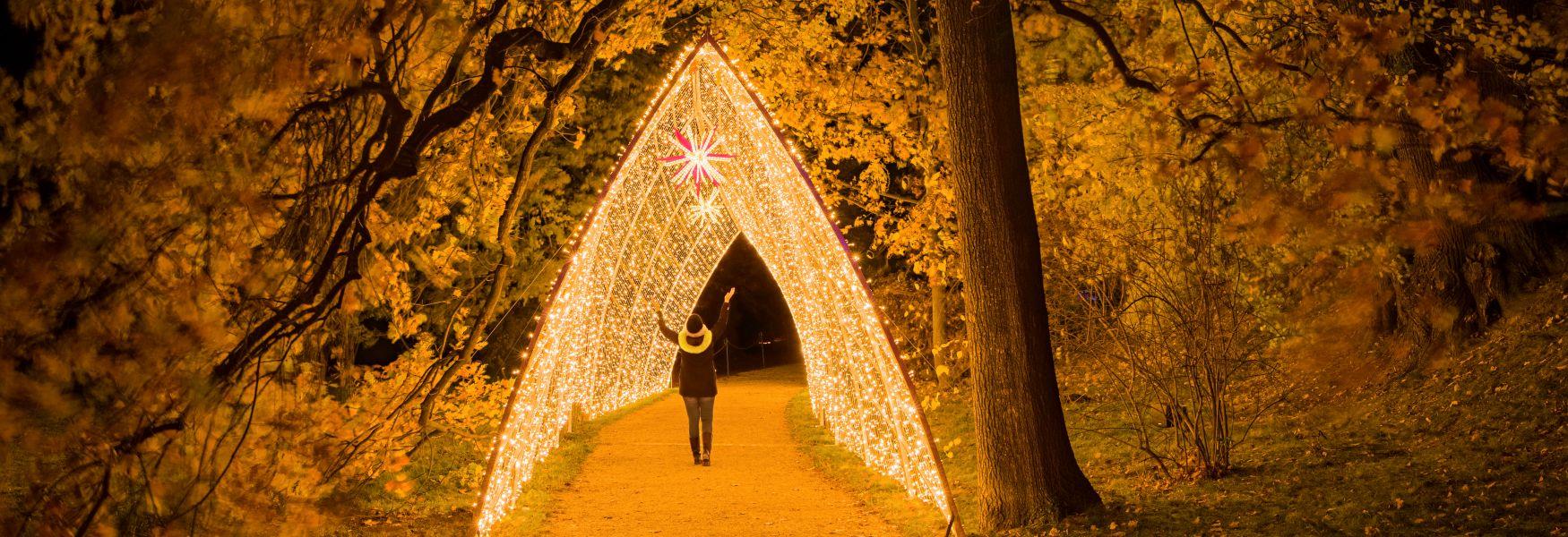 Windsor Great Park Illuminated