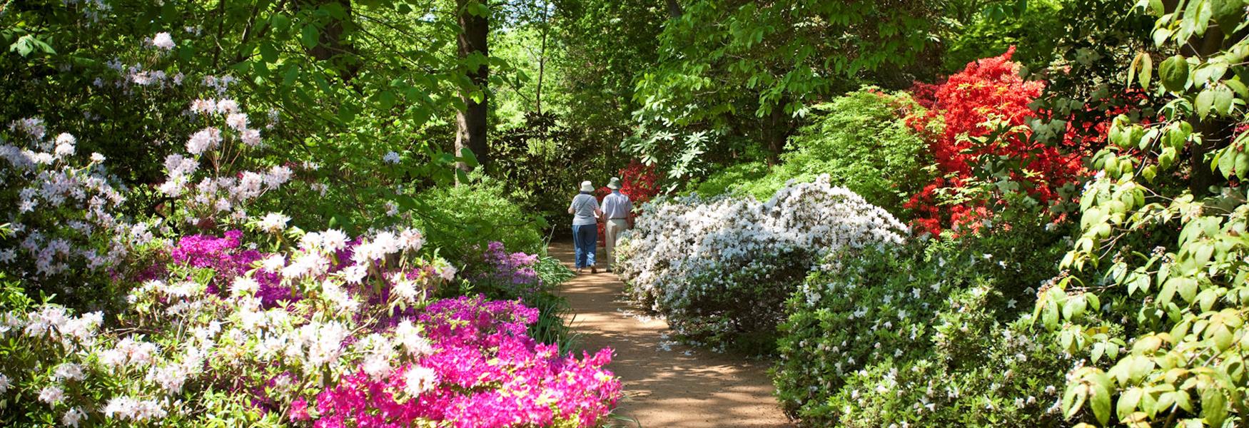 Spring Wood, The Savill Garden