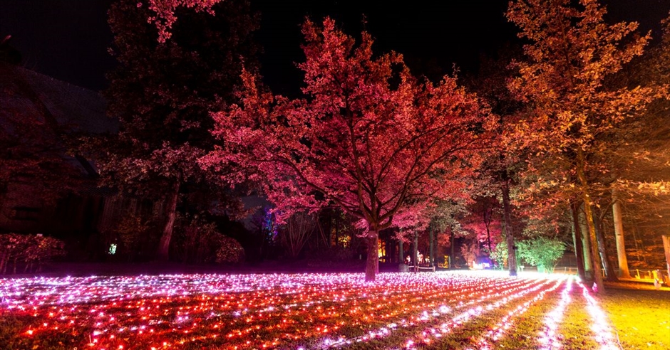 Windsor Great Park Illuminated Visit Windsor