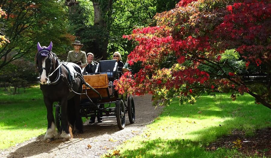 Horse Drawn Carriage Rides - Harbor View Hotel