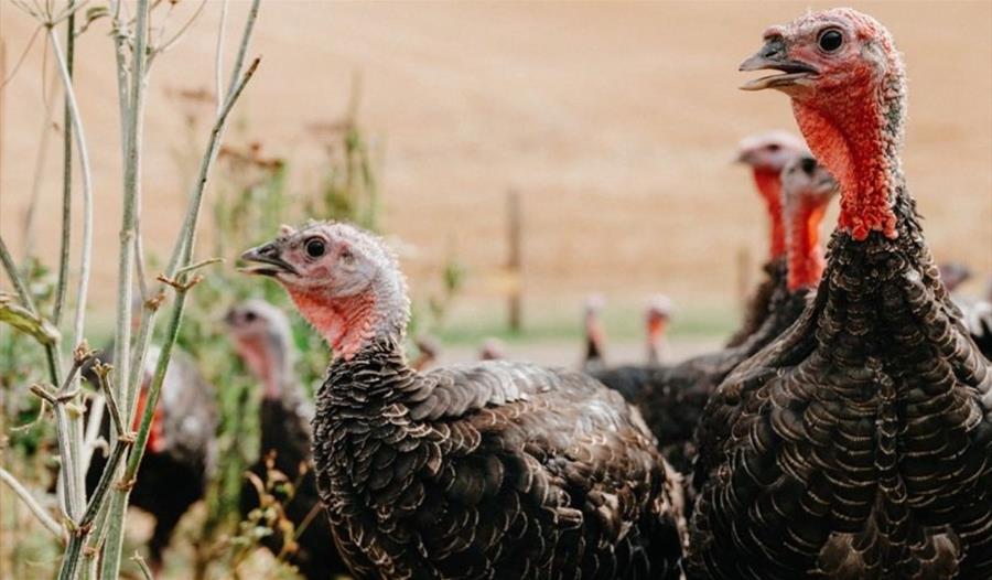Turkeys at Copas Farm