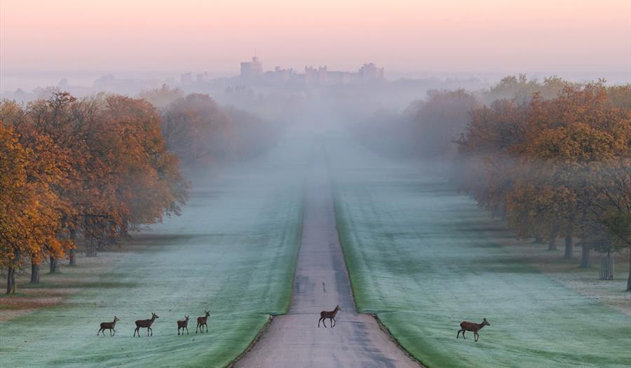 The Long Walk, Windsor Great Park, image Gill Heppell