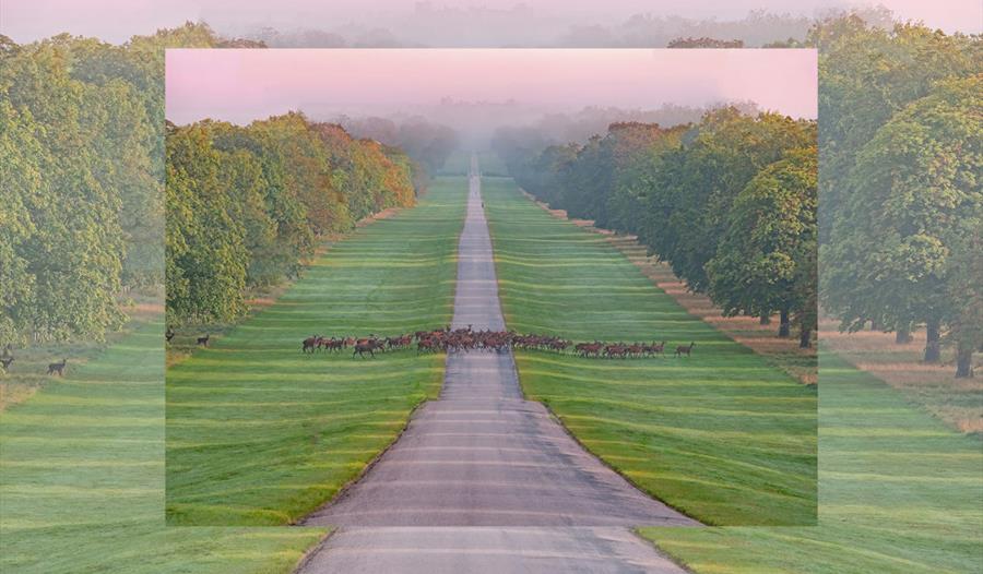 Windsor Great Park, image Gill Heppell