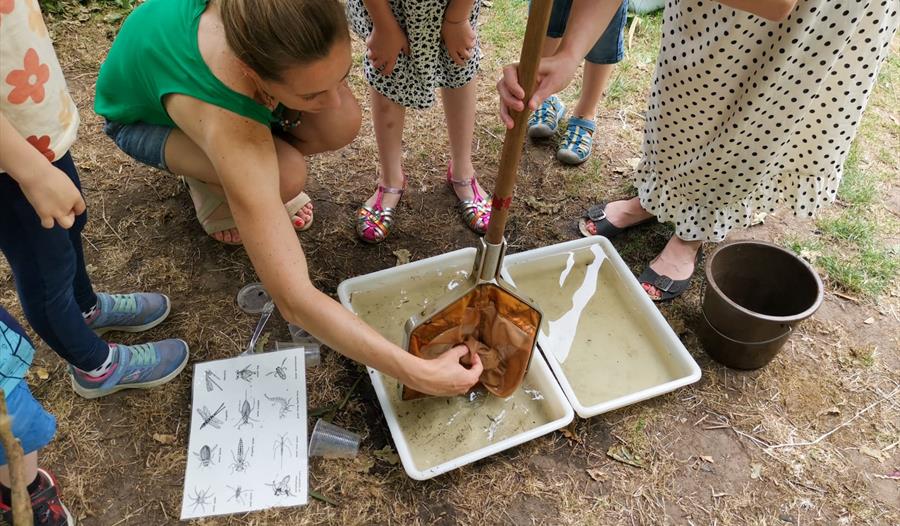 Pond Dipping at Braywick Nature Centre, with net
