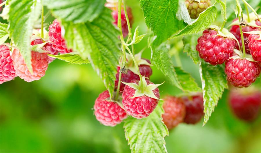 Raspberries Pick Your Own Copas Farms Fruit Fields