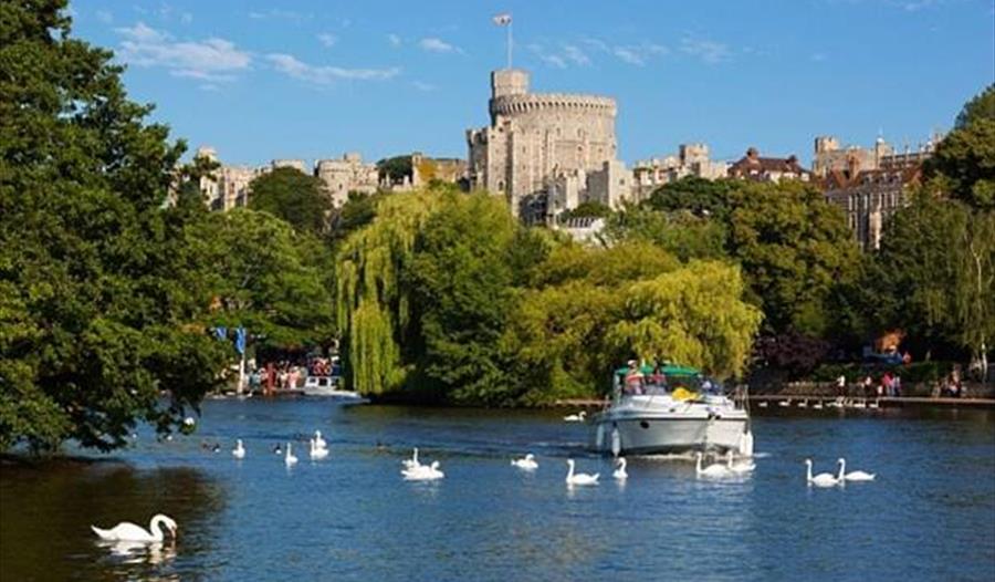 Riverside Cruises - boat sailing past Windsor Castle surrounded by swans