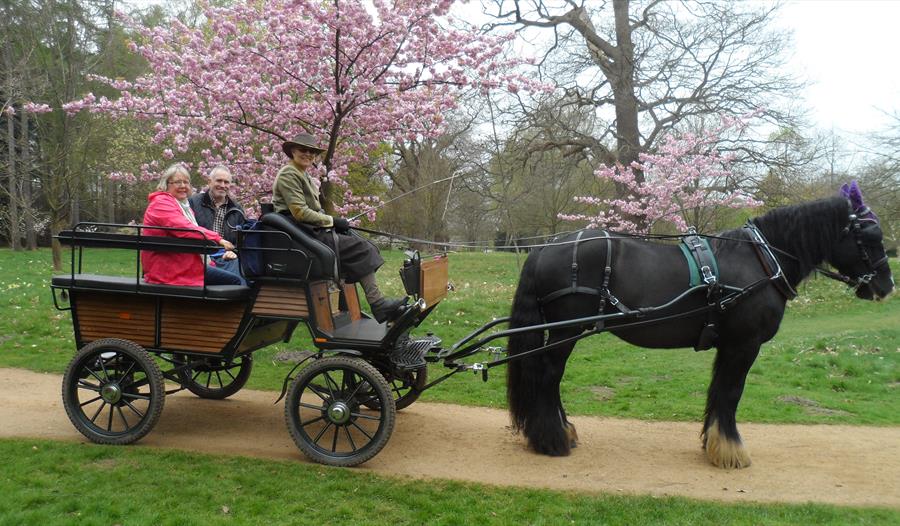 Ascot Carriages Carriage rides in Windsor Great Park Visit Windsor