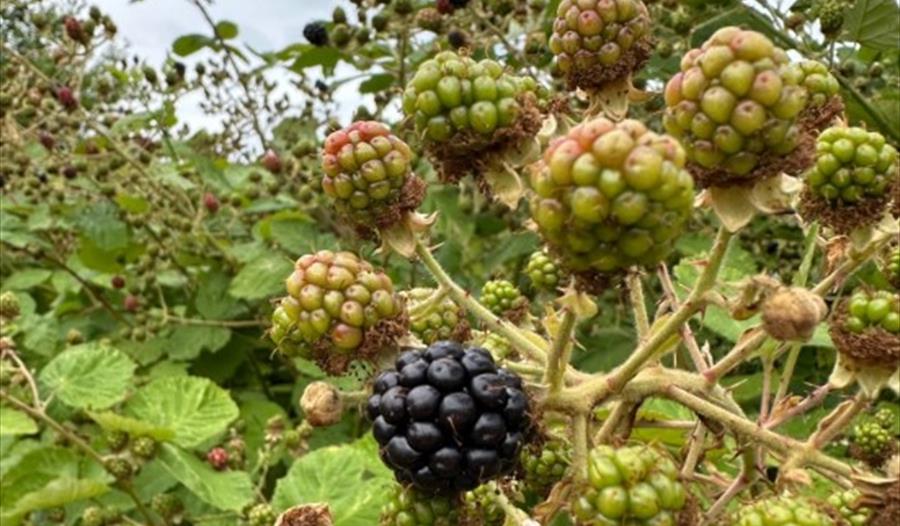 Berries