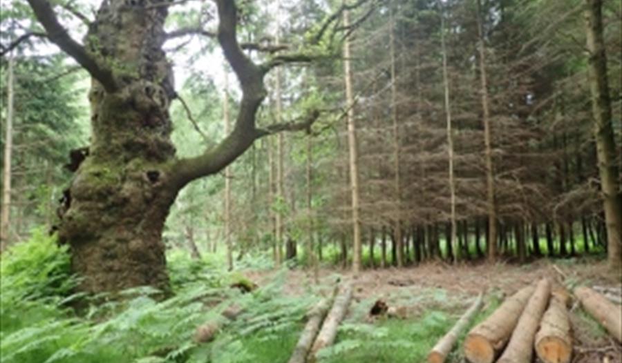 Forest management