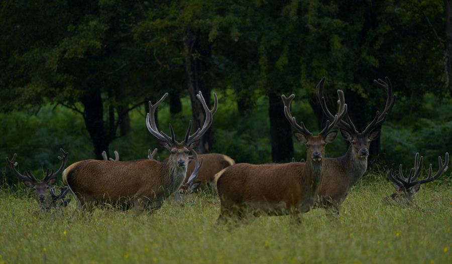 Deer - Nature and Wildlife Photography