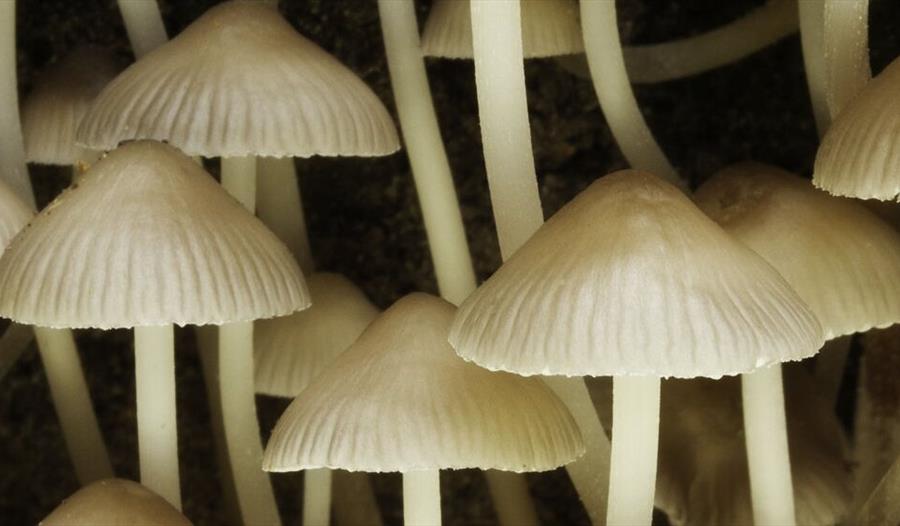 Fungi Conservation Walk