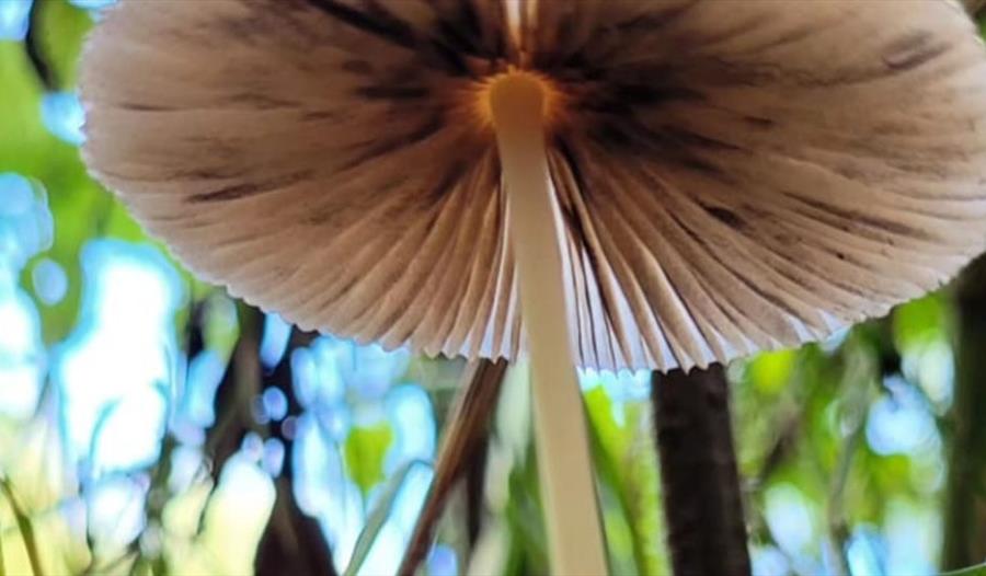 Funghi