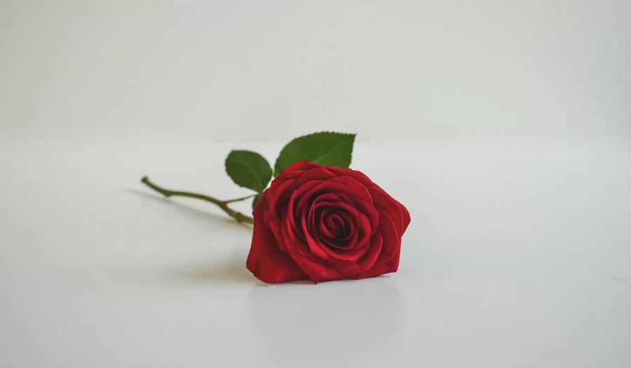 Red rose