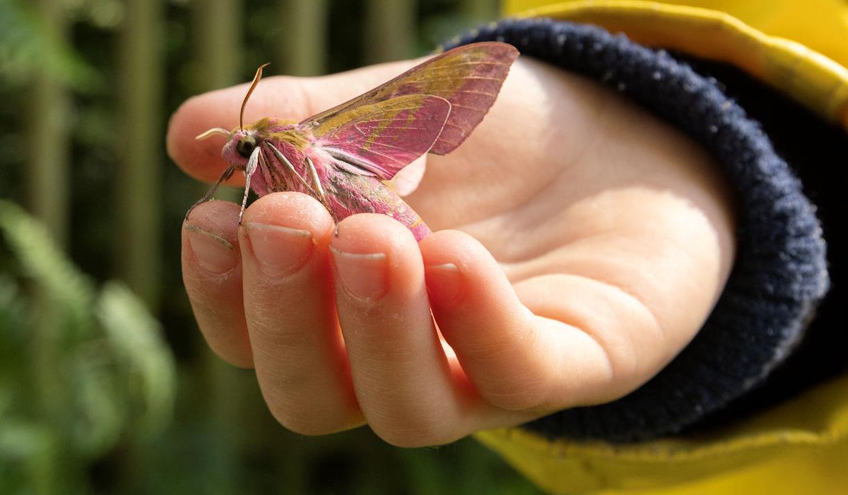 Moths and Butterflies Family Event, image Jon Hawkins