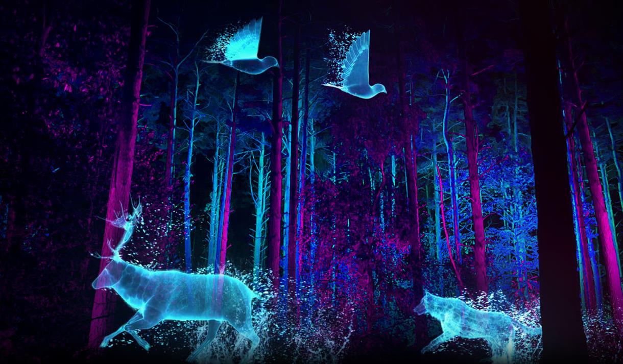 Windsor Great Park Illuminated Visit Windsor