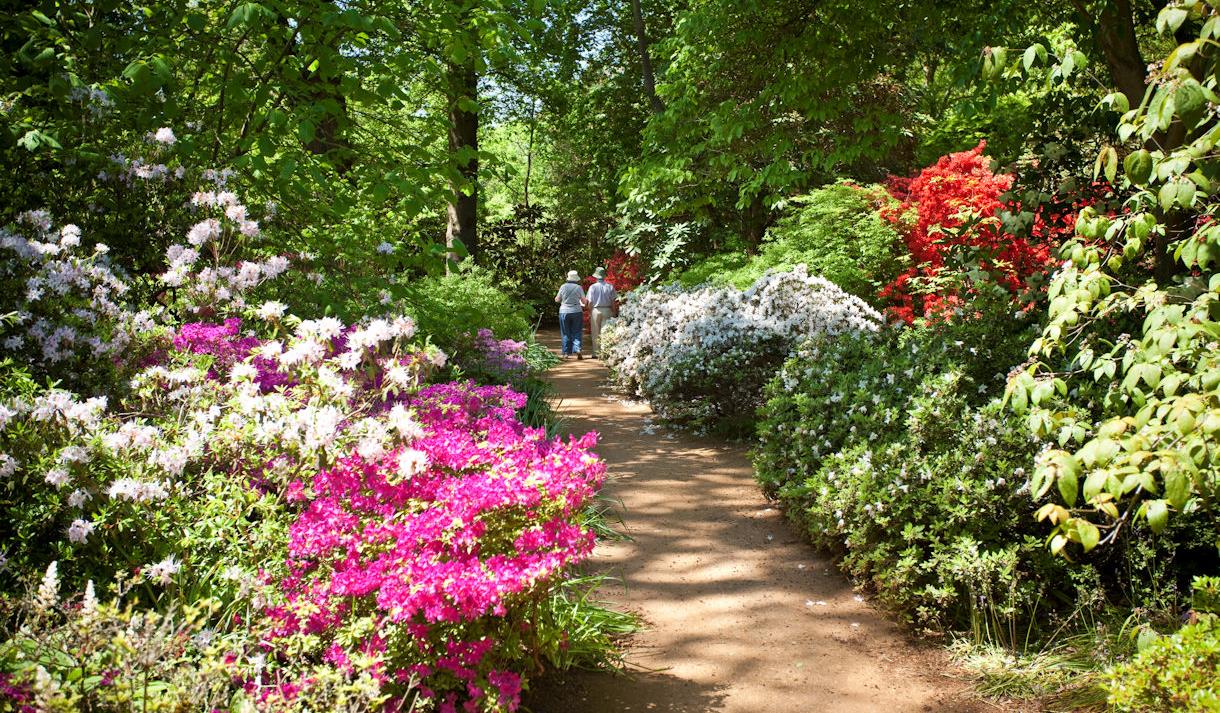 The Savill Garden Spring Wood