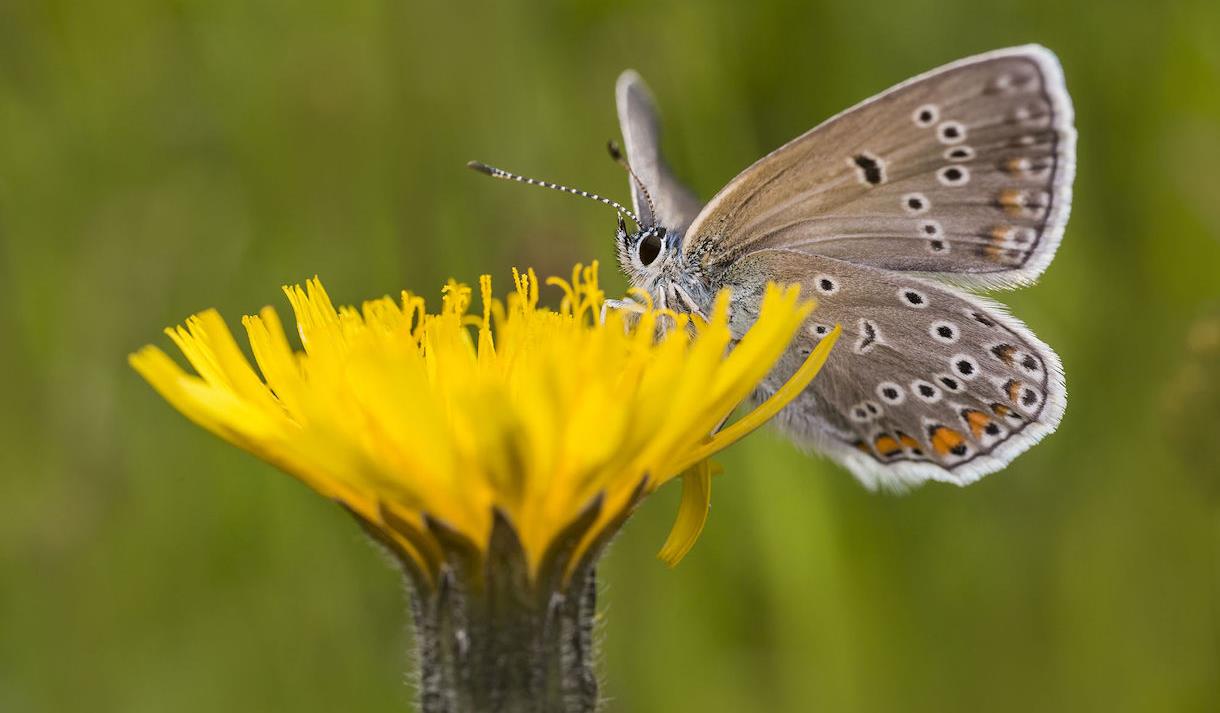 Butterfly on a flower