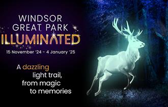 Windsor Great Park Illuminated