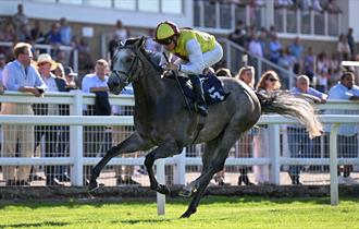 Horse galloping