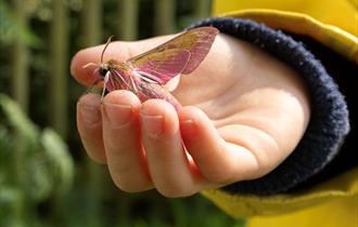 Moths and Butterflies Family Event, image Jon Hawkins