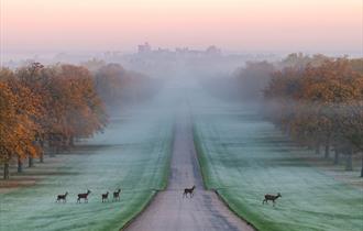 The Long Walk, Windsor Great Park, image Gill Heppell