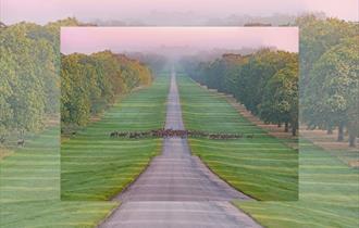 Windsor Great Park, image Gill Heppell