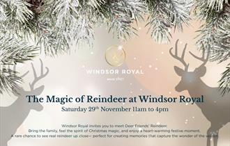 The Magic of Reindeer at Windsor Royal
