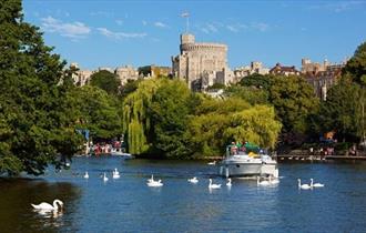 Riverside Cruises - boat sailing past Windsor Castle surrounded by swans