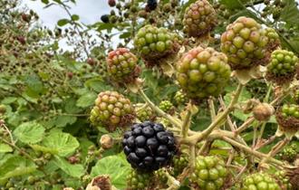 Berries