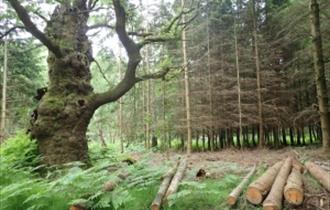 Forest management
