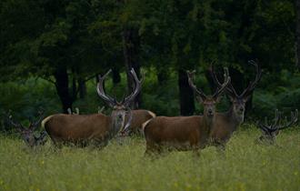 Stags in a meadow - Wildlife photography BBOWT