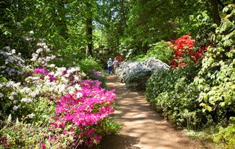 The Savill Garden Spring Wood