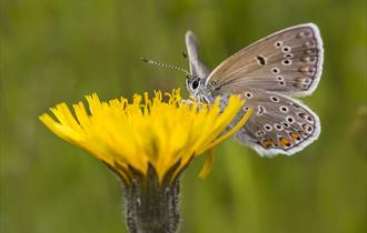 Butterfly on a flower