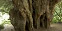 National Trust Runnymede: Ankerwycke Yew