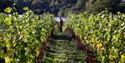Laithwaites Wine | Vineyard