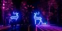 Windsor Great Park Illuminated