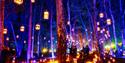 Windsor Great Park Illuminated