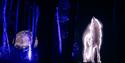 Windsor Great Park Illuminated, image Giles Smith