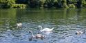 4 swans in the water