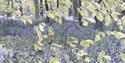 Bluebells