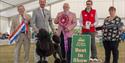 Windsor Championship Dog Show Best in Show. Image courtesy ShowdogMedia: www.showdogmedia.co.uk