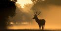 Deer in Windsor Great Park, image Gill Heppell