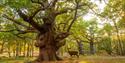 Windsor Carriages, ancient tree and deer in Windsor Great Park